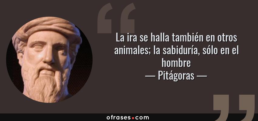 Frases de Pitágoras - La ira se halla también en otros animales; la sabiduría, sólo en el hombre